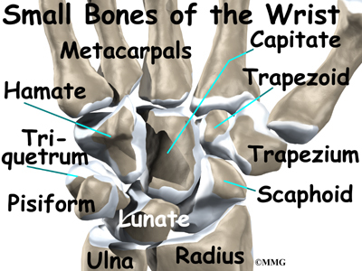Carpus Anatomy