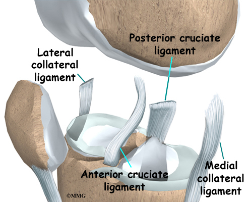 Collateral Ligament Injuries | eOrthopod.com